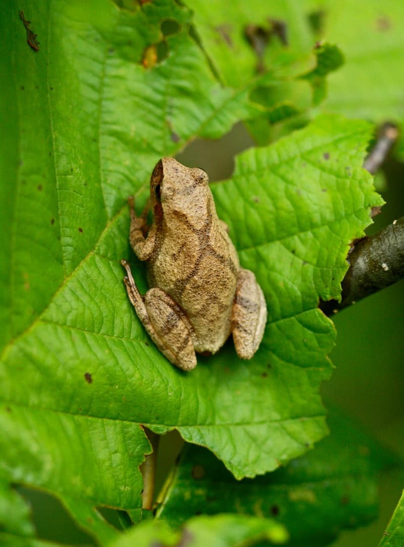 Spring Peeper