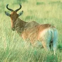 hartebeest