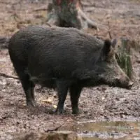 hog