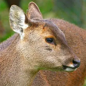 musk deer