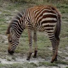 quagga