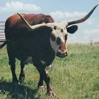 steer