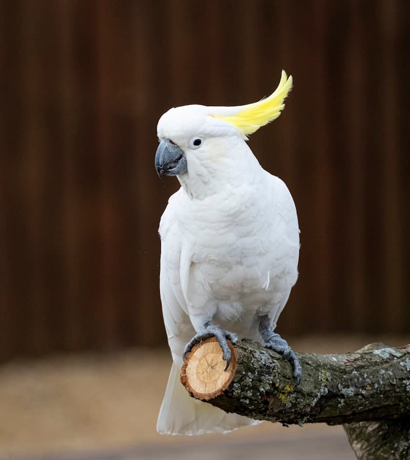 Cockatoo