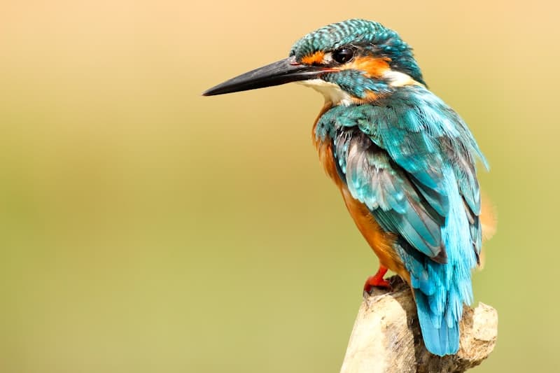 Kingfisher
