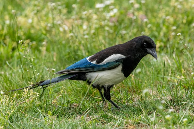 Magpie