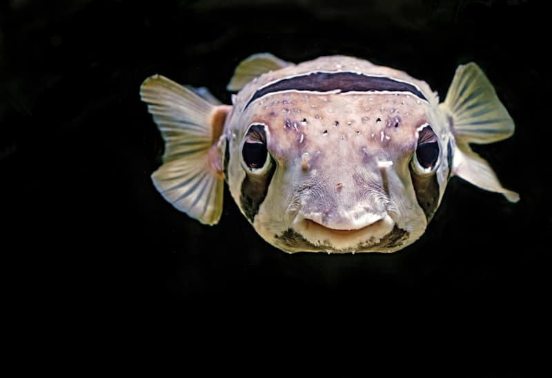 Pufferfish
