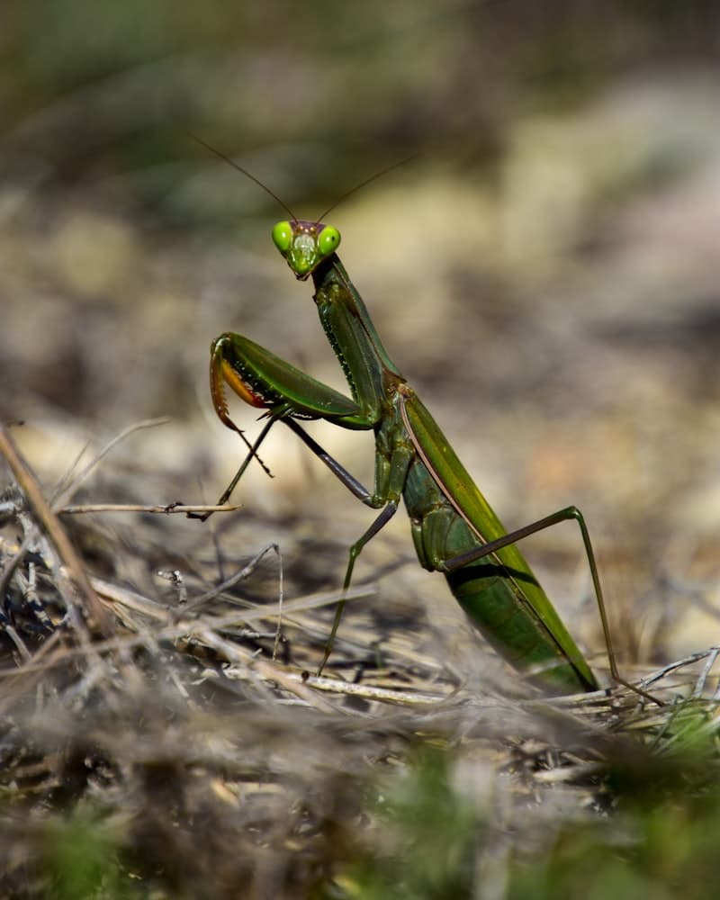 Praying Mantis