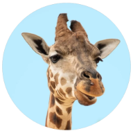 Random Animal Generator